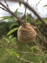 Tenodera superstitiosa