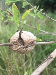 Tenodera superstitiosa