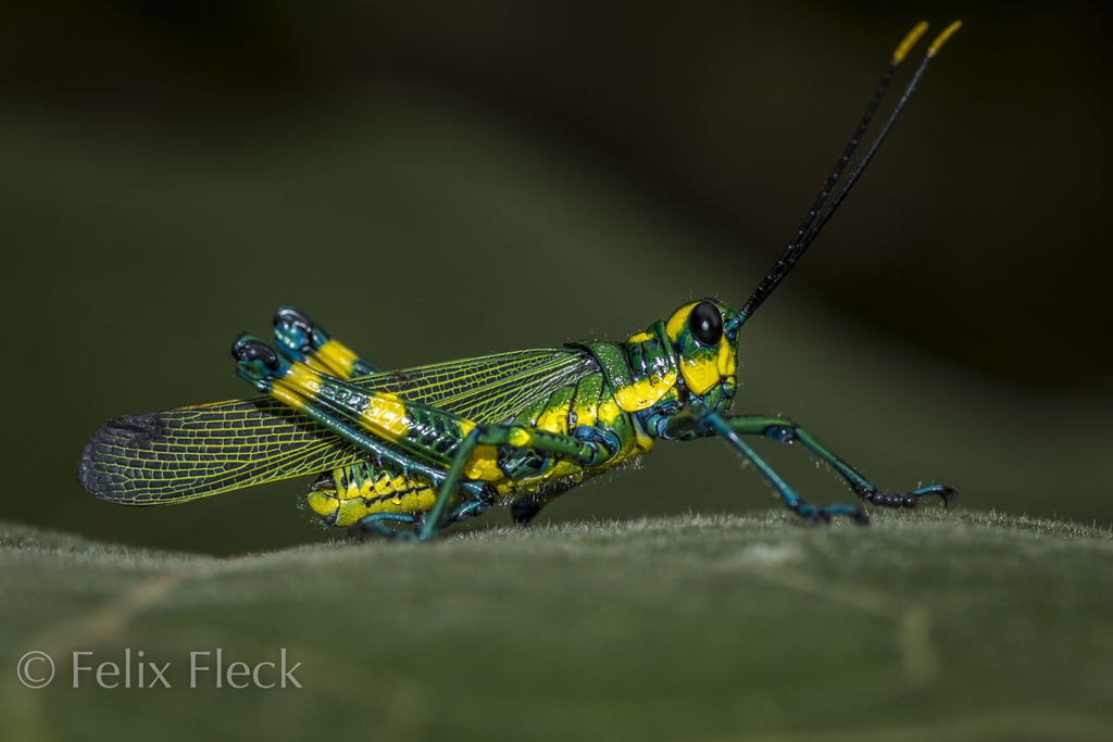 Chromacris icterus