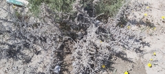 Cornulaca aucheri