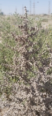 Cornulaca aucheri