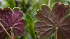 Geranium santanderiense