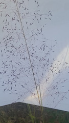 Muhlenbergia capillaris