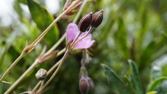 Geranium santanderiense