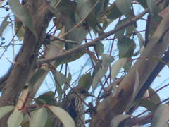 Climacteris erythrops