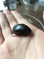 Hydrophilus acuminatus