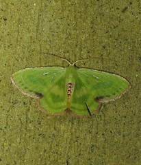 Metallochlora lineata