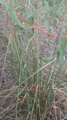 Muhlenbergia capillaris