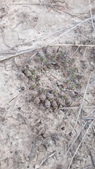 Euphorbia gorgonis