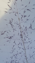 Muhlenbergia capillaris