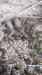 Euphorbia gorgonis