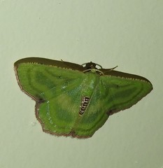 Metallochlora lineata