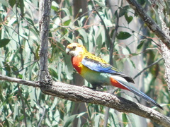 Platycercus eximius x adscitus