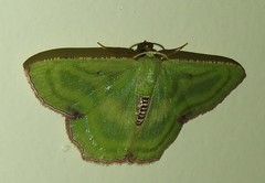 Metallochlora lineata