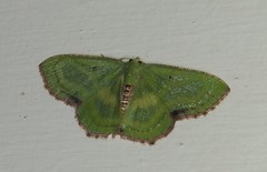 Metallochlora lineata