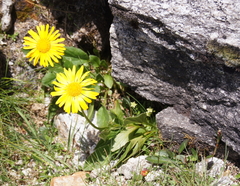 Doronicum clusii