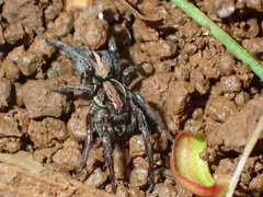 Artoriopsis