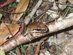 Ranoidea wilcoxii