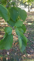 Magnoliaceae