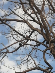 Patagioenas flavirostris