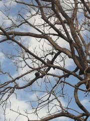 Patagioenas flavirostris