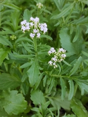 Centranthus calcitrapae