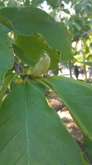 Magnoliaceae