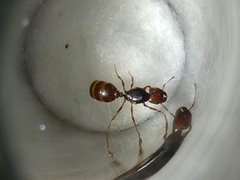 Pheidole xerophila