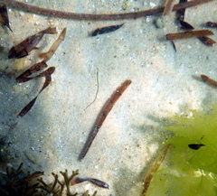 Stigmatopora nigra