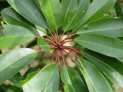 Daphniphyllum macropodum