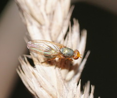 Lauxaniinae