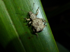 Lyperobates