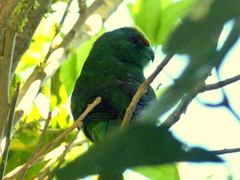 Cyanoramphus malherbi