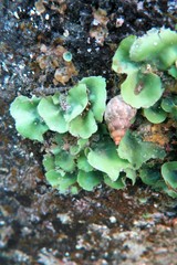 Phasianella australis image
