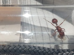 Pogonomyrmex desertorum