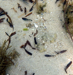 Stigmatopora nigra