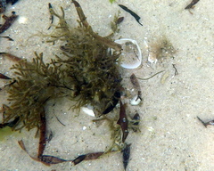 Stigmatopora nigra