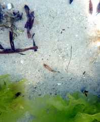 Stigmatopora nigra
