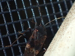 Neolethaeus tenebrosus