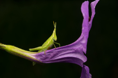 Atractomorpha