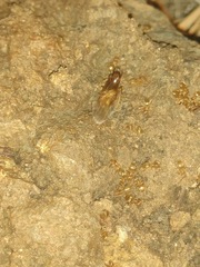 Lasius sitiens