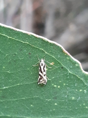 Epithymema incomposita
