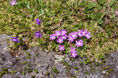 Primula glutinosa