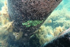 Dictyosphaeria sericea