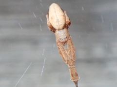 Uloborus barbipes
