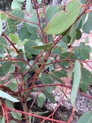 Eucalyptus prava