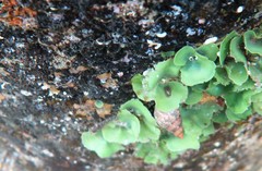 Dictyosphaeria sericea