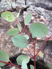 Eucalyptus prava