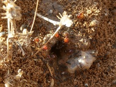 Pheidole xerophila