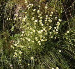 Saxifraga aspera